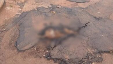 Photo of Corpo de cachorro é asfaltado junto com buraco e revolta moradores