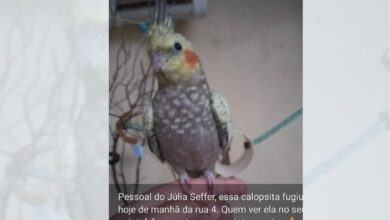 Photo of Internauta compartilha imagem em busca de calopsita