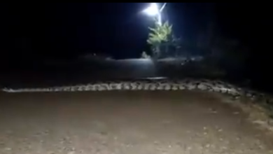 Photo of Sucuri gigante é flagrada atravessando estrada no interior do Pará