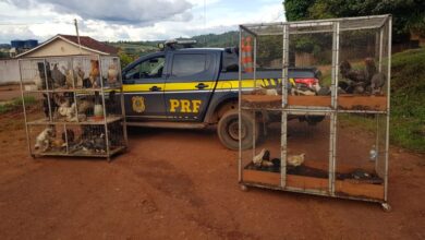 Photo of PRF resgata 106 aves sendo transportadas ilegalmente em Medicilândia