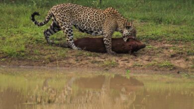 Photo of Onça-pintada é cancelada no twitter após caçar capivara no Pantanal