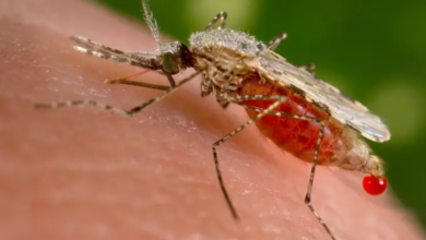 Photo of Belém registra 21 casos positivos de malária entre março e abril deste ano