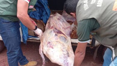 Photo of Mais de 400 kg de carne transportada sem refrigeração são apreendidos em Igarapé-Miri