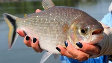 Photo of O Brasil vai ter seu primeiro peixe de água doce enlatado