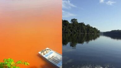 Photo of Com suspeita de poluição em rio do Pará, indígenas ficam sem água e alimento