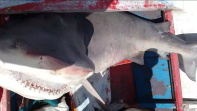Photo of Pescadores de São João de Pirabas encontram tubarão em praia