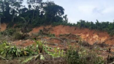 Photo of Deslizamento de terra arrasta 800 pés de cacau no sudoeste do Pará