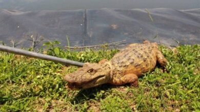 Photo of Criança indígena de 10 anos morre após ser atacada por jacaré no Pará