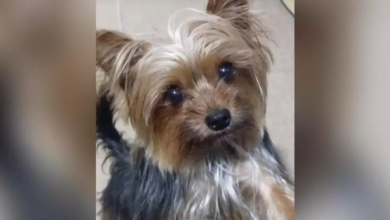 Photo of Morre cachorro atropelado por caminhonete na Pedreira