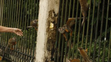 Photo of Seis macacos do Bosque Rodrigues Alves são encontrados mortos
