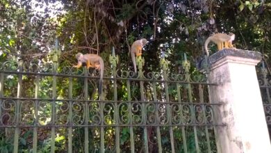 Photo of Oito macaquinhos são encontrados mortos no Bosque Rodrigues Alves