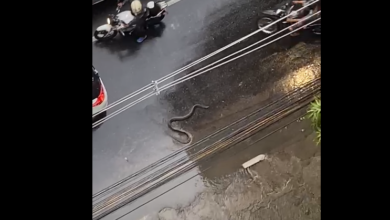 Photo of VÍDEO: Cobra passeia tranquilamente em via movimentada no centro de Belém