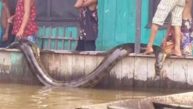 Photo of Sucuri de seis metros aparece em casa no estado do Amazonas