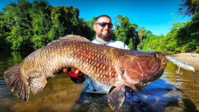 Photo of Paraense pesca maior “Trairão” do Brasil, em Novo Progresso