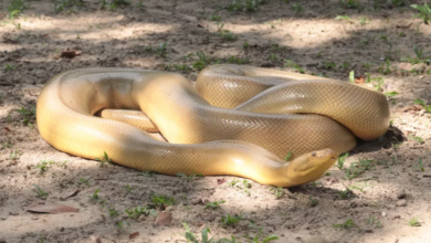 Photo of Belém registra primeiro caso no mundo de anaconda amarela mutante