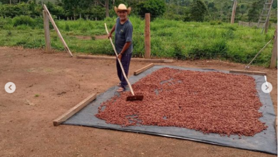 Photo of Marca de chocolate com cacau de Novo Repartimento recebe prêmio em Paris (França)