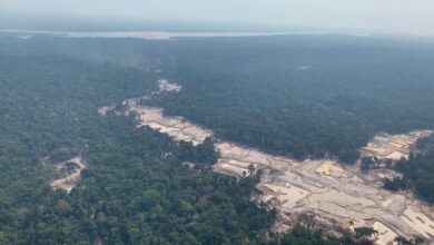 Photo of Amazônia teve 18 árvores derrubadas por segundo no ano de 2021