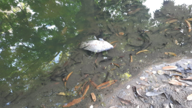 Photo of Praça Batista Campos agoniza no abandono 2 anos após ser reformada