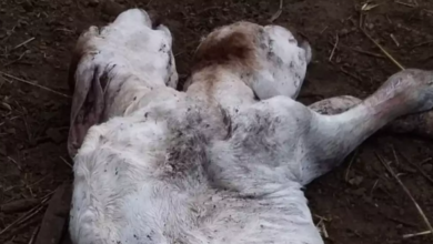 Photo of Bezerra nasce com duas cabeças em fazenda do interior do Pará