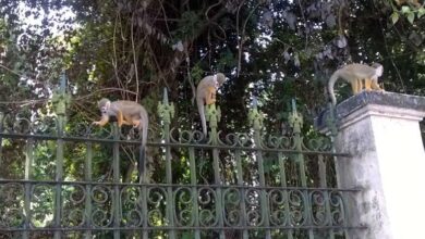 Photo of Macaquinhos do Bosque Rodrigues Alves morreram ao ingerir comida contaminada