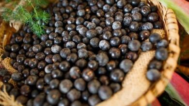 Photo of Transformar caroço do açaí em bioenergia é objetivo de pesquisa paraense