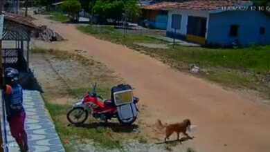 Photo of Vira-lata caramelo furta marmita de entregador no Pará; veja vídeo