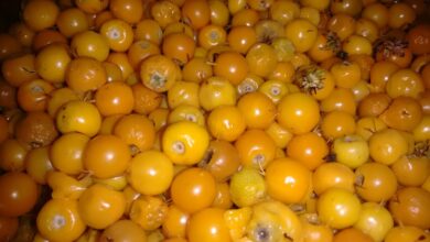 Photo of Embrapa avalia clones de murucizeiro para a agricultura familiar