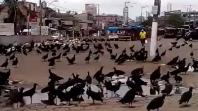 Photo of Você conhece o “Parque dos Urubus” em Belém?