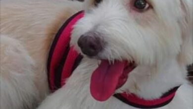 Photo of Cadela Safira está desaparecida. Veja como ajudar
