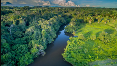 Photo of Depois da Noruega, Alemanha sinaliza desbloqueio de repasses ao Fundo Amazônia