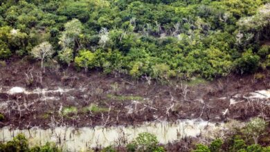 Photo of Pará reduz desmatamento em 2022, mas ainda lidera ranking na Amazônia