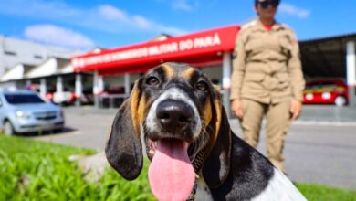 Photo of Corpo de Bombeiros do Pará ganha reforço pet