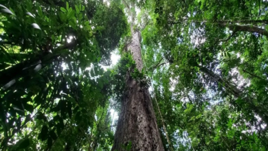 Photo of Maior árvore da América Latina está localizada no Pará
