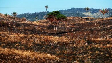 Photo of Pará teve 197 milhões de árvores derrubadas em 2022, aponta estudo inédito