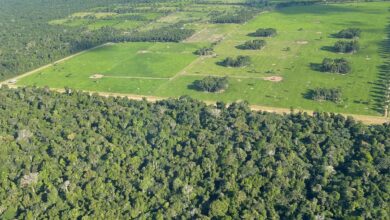 Photo of Paragominas terá a primeira cooperativa de produtores de carbono do mundo