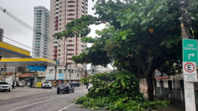Photo of Mais uma árvore cai em avenida de Belém