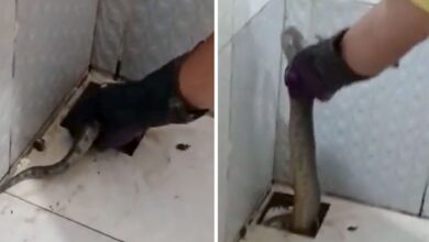 Photo of Em Belém, sucuri é encontrada no ralo de banheiro