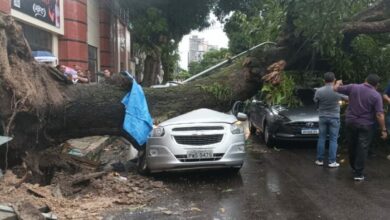 Photo of Árvore cai em avenida de Belém e destrói dois carros