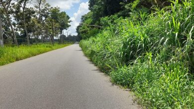 Photo of Estrada da Ceasa está sendo tomada pelo matagal