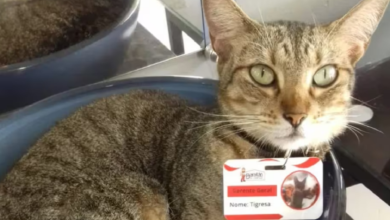 Photo of Gata vira gerente de loja em Belém, recepciona clientes e ganha até crachá