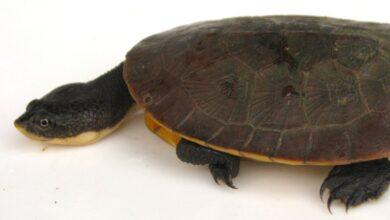 Photo of Nova espécie de tartaruga é encontrada no Pará
