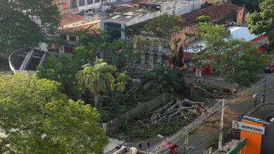 Photo of Samaumeira do CAN: Prefeitura de Belém ignorou pedido de poda e controle de pragas feito pela Diretoria de Nazaré