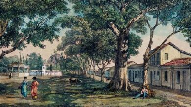 Photo of Samaumeira do CAN testemunhou por 200 anos as transformações de Belém