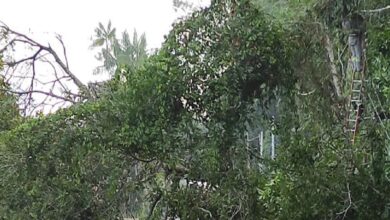 Photo of Árvore da Escola Bosque cai na principal via de Outeiro, em Belém