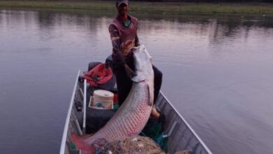 Photo of Da Amazônia, Pirarucu de 113 kg é capturado em rio do interior de São Paulo