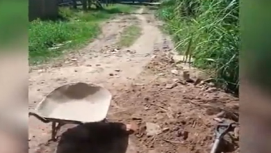 Photo of DESCASO: Moradores fazem coleta para aterrar rua de Outeiro, em Belém