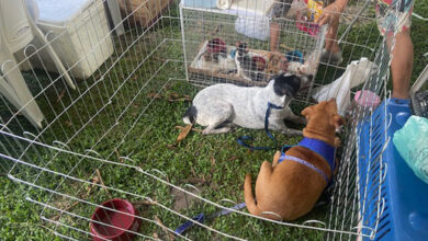 Photo of Feira de adoção e outras ações voltadas aos pets marcam domingo na Praça da República