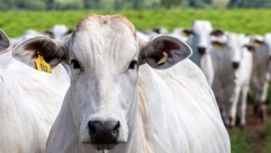 Photo of Após confirmação de caso atípico de vaca louca no Pará, Brasil suspende as exportações de carne bovina para China