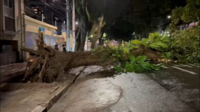 Photo of CIDADE DAS MANGUEIRAS? Mais uma árvore centenária cai em Belém no Bairro de Nazaré