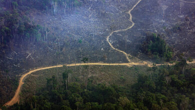 Photo of MPF pede que acusado de desmatar 75 km² de florestas no Pará pague R$ 81,7 milhões em indenizações